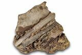 Dinosaur Bones, Tendons, and Gar Scales in Sandstone - Wyoming #265691-1